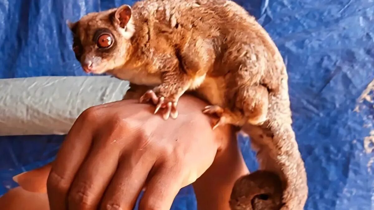 Scientists Just Discovered a Whole New Genus of Mammal - And It Changes What We Know About Evolution