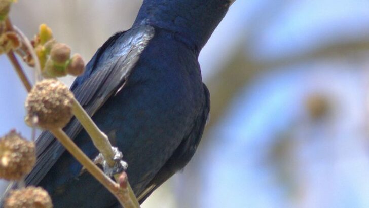 Purple Martins Struggle to Rebound Years After the Great Texas Freeze