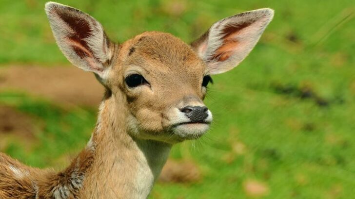 Carpenter Crafts Custom Stairs to Rescue Stranded Baby Deer from Ravine