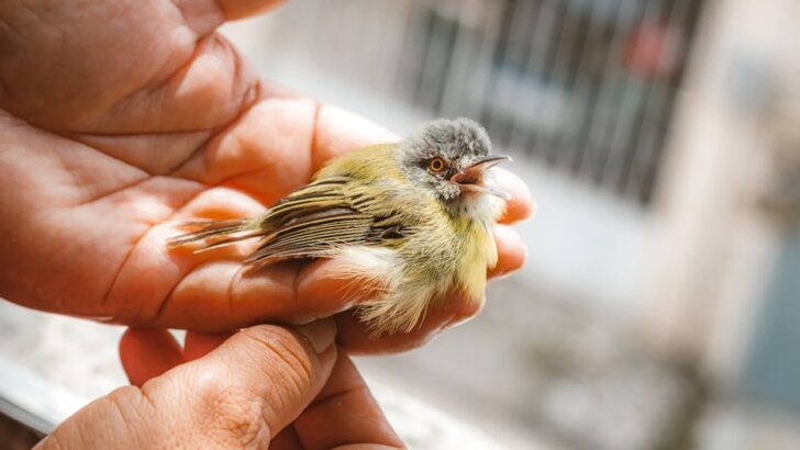 Heroic Woman Saves Hundreds of Birds From Poaching Ring