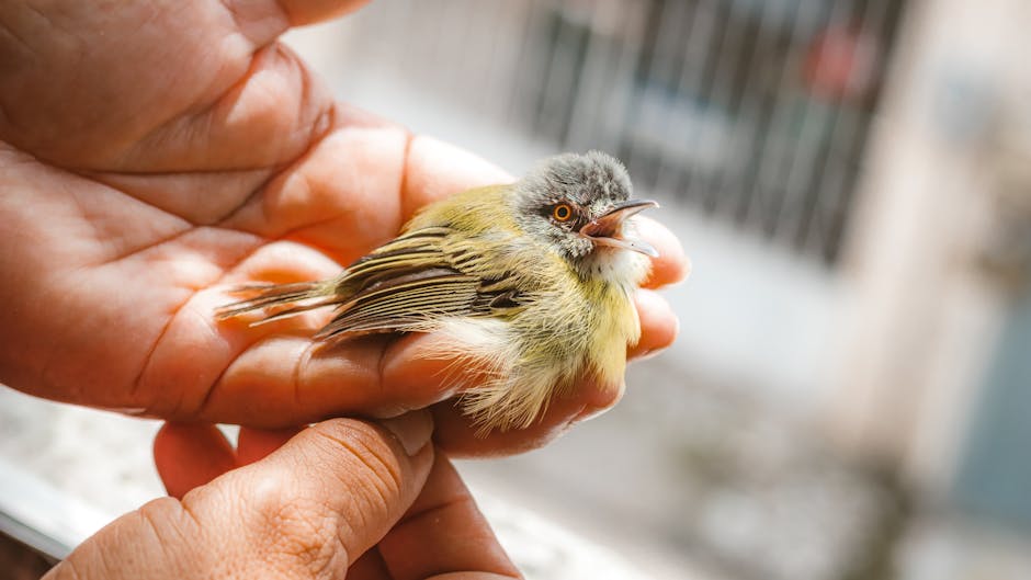 Zoe Emerges as Guardian Angel for Birds Trapped by Illegal Poachers