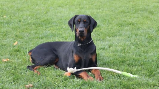 15 Dog Breeds That Consistently Outsmart Their Human Companions