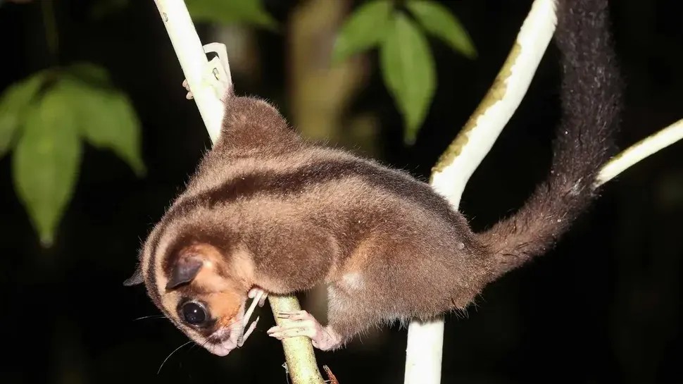 Scientists Rediscover Two Marsupial Species Believed Extinct for 6,000 Years in the Forests of New Guinea
