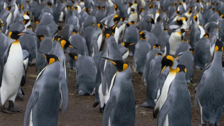 Satellite Images Uncover a Shocking New Threat to Emperor Penguin Colonies