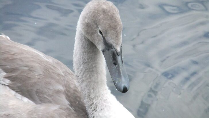 Feisty Swan Beats Up His Rescuers Before Meeting His Forever Family