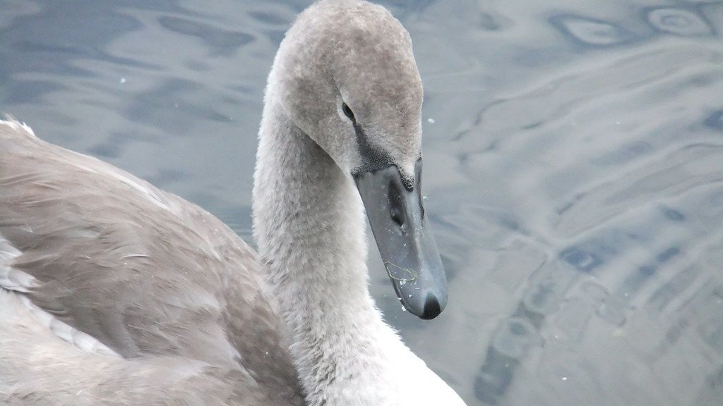 Feisty Swan Fights Back Against Rescuers After Dramatic Urban Crash-Landing