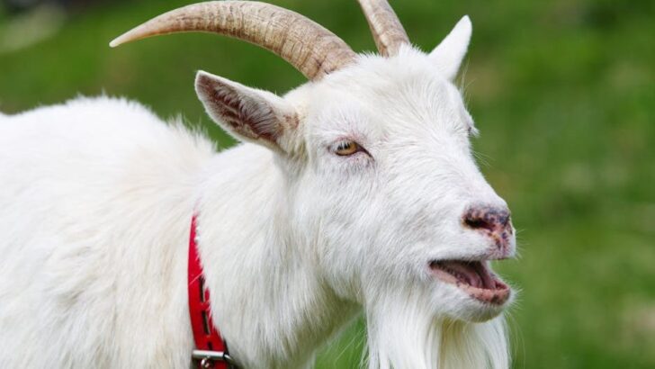 Lonely Goat Cypress Rescued from Deserted Island in Heartwarming Event