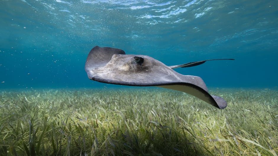 10 Stunning Stingray Facts