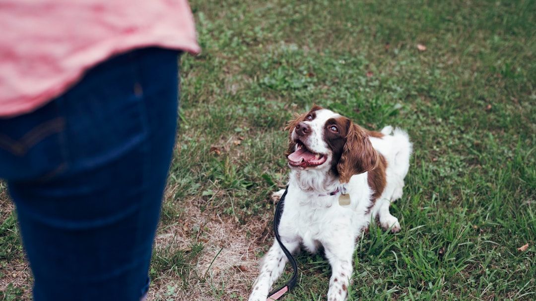 Your Dog's Aggression Isn't About Dominance: It's a Cry for Help