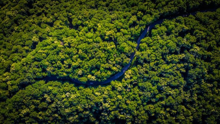 Half of Amazon Insects Could Die from Rising Heat, New Study Warns