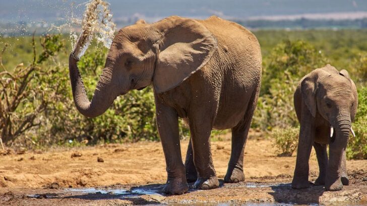Study Shows Elephants Shun Humans More Than Baboons or Antelopes