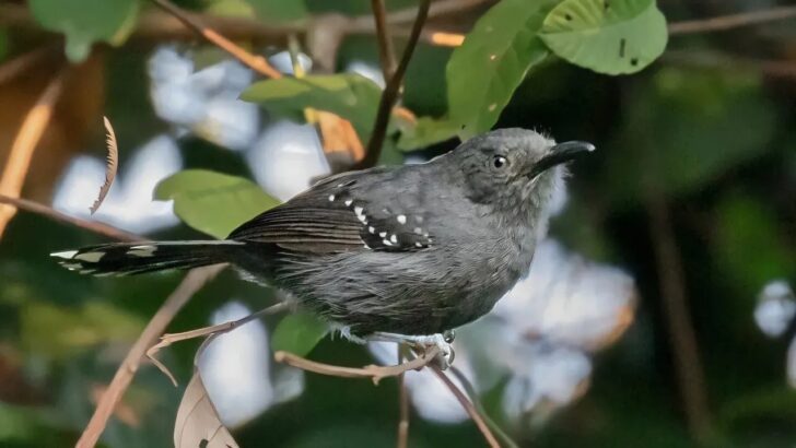 Scientists Use AI and Bird Calls to Identify Two New Antbird Species in Amazon