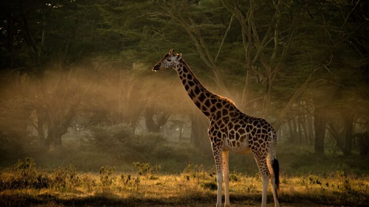Giraffe Evades Two Stalking Lions in Jaw-Dropping Sprint in Samburu