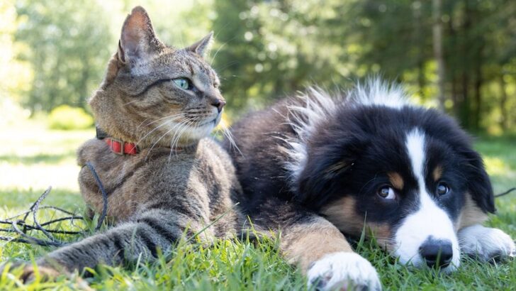 15 Dog Breeds That Are Surprisingly Good with Cats (and 5 to Avoid)