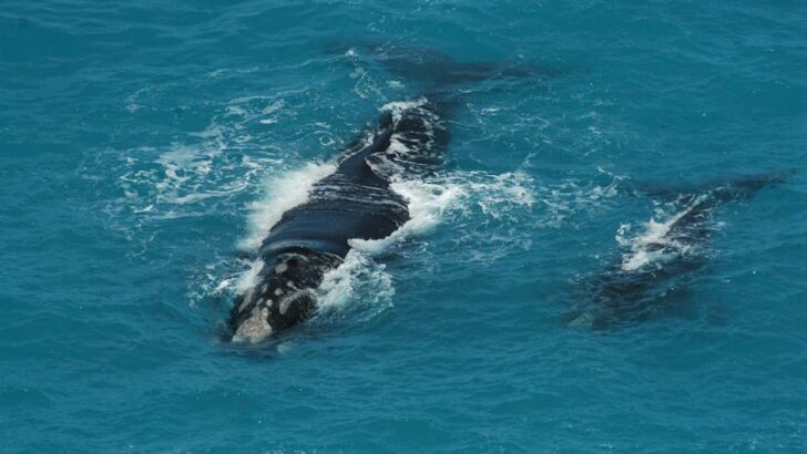 One of the World’s Rarest Whales Just Had Her Ninth Calf at 50