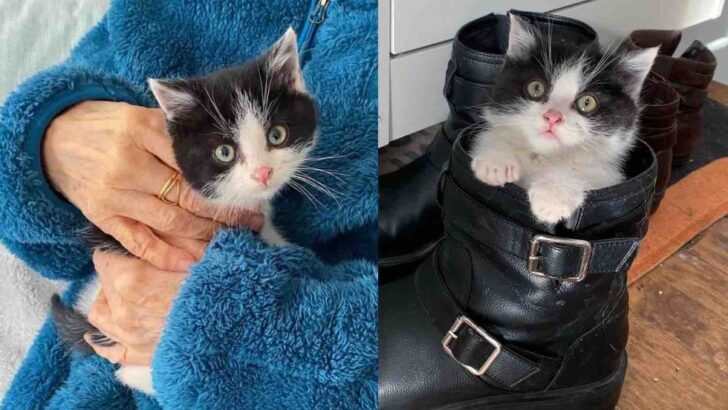 Tiny Kitten Saved from Snow Finds a House Full of Friends after Heartwarming Rescue