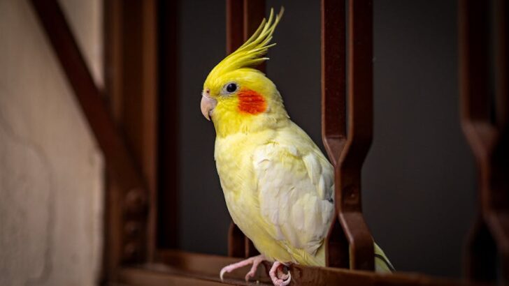 Experts Reveal the Right Diet for Healthy Cockatiels and Parakeets