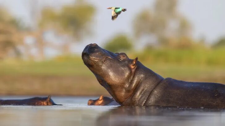 Scientists Explain Why Mammals Aren’t Colorful Like Birds
