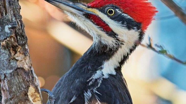 How Woodpeckers Avoid Concussions Despite Violent Pecking