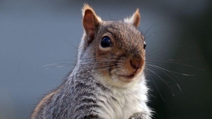 Orphaned Squirrel Becomes Devoted Office Companion for Human Dad