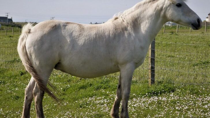 Abandoned Elderly Horse Gets Second Chance After Being Left to Die