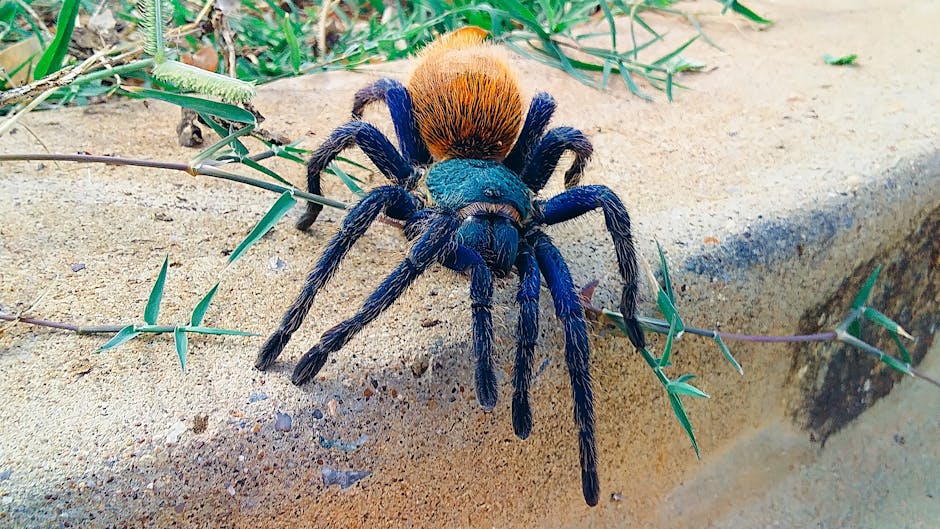 Why the World is Obsessed with This Iridescent Spider: The Psychedelic Earth Tiger