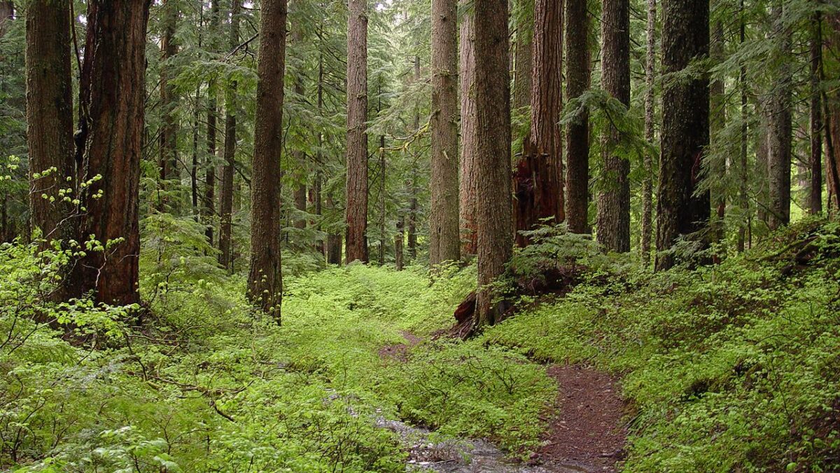 Ancient Forests Across America Harbor Unique and Undiscovered Species