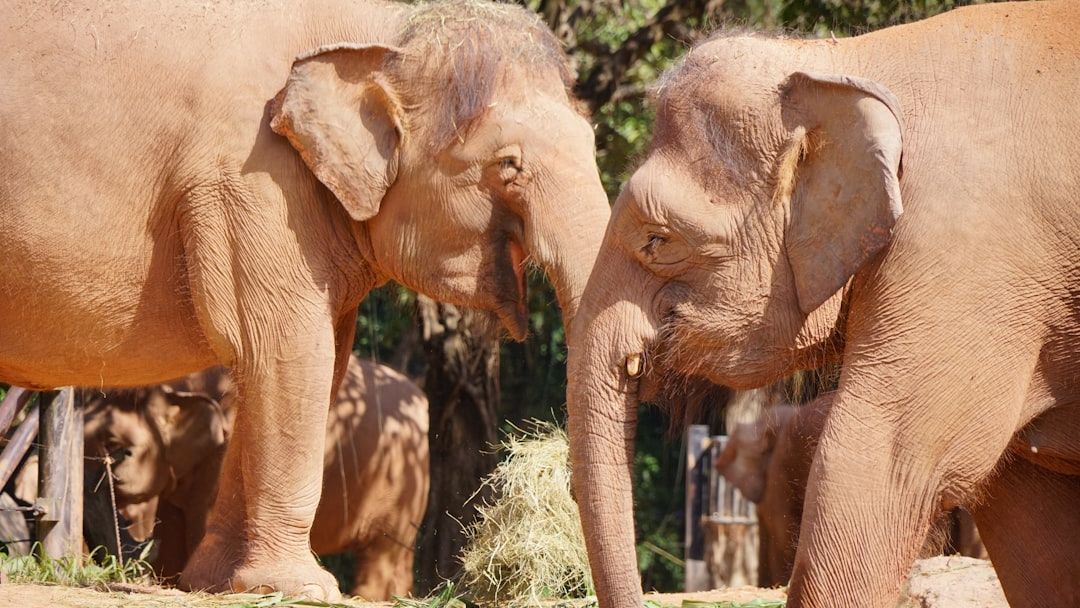 The Silent Language of Elephants Reveals Deep Family Connections