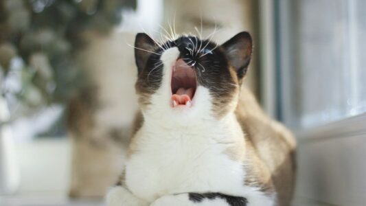 6 Common Sounds Your Cat Makes and What They Really Mean