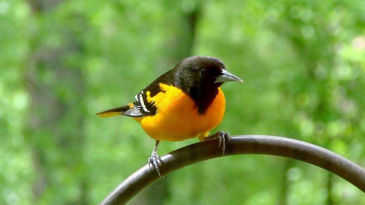 The 9 Most Colorful Birds You Can Spot in Your Own Backyard