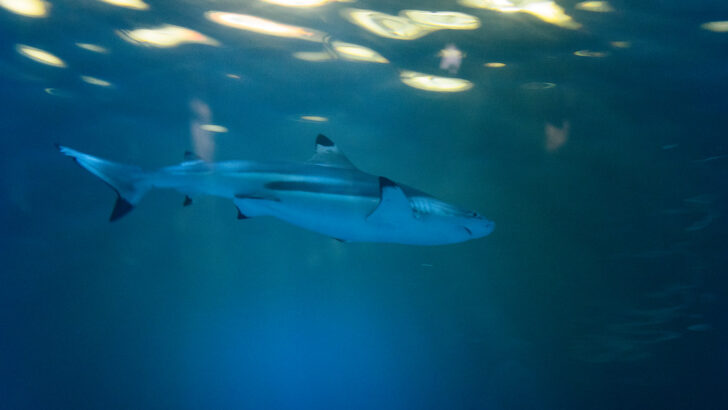 Landmark CITES Pact Shields Over 70 Shark and Ray Species from Trade