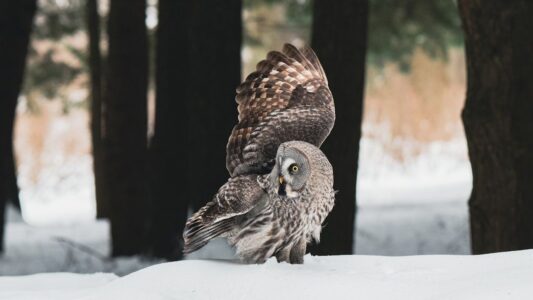 Why Do Owls Turn Their Heads So Far Around? The Anatomy Behind the Trick
