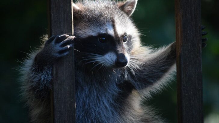 Playful Puzzle-Solving Raccoons Challenge What Scientists Believed