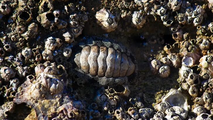 Scientists Accidentally Stumble Upon a Brand New Living Fossil