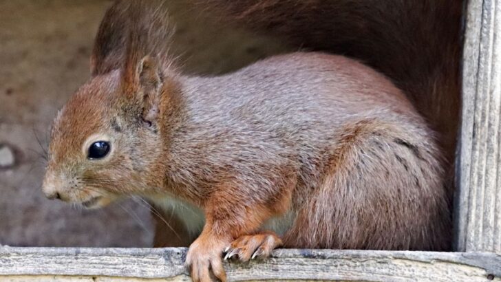 Rescued Baby Squirrels Return Daily to Greet Their Lifesaver