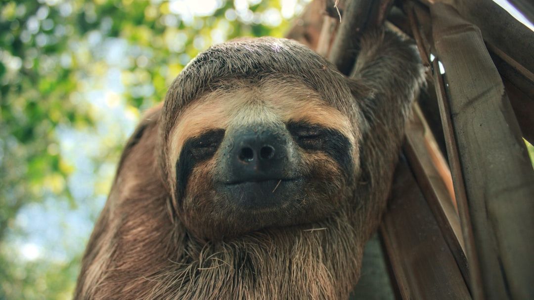 Sloth Mom's Epic Calm During Birth Stuns Wildlife World