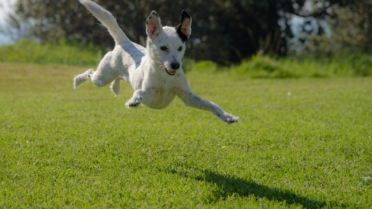 10 Signs Your Dog Might Be Happier Than You Think They Are