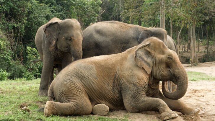 Elephants Reveal Surprising Time Awareness That Could Aid Conservation