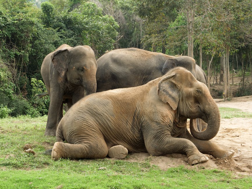How elephants experience time, and what this tells us about protecting them