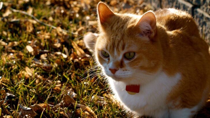 New Study Shows Why Falling Cats Almost Always Land on Their Feet