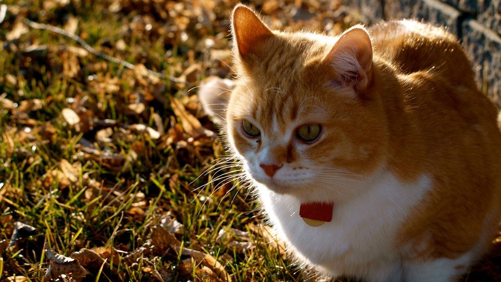 Why Cats Always Land on Their Feet: Japanese Scientists Finally Crack the Code