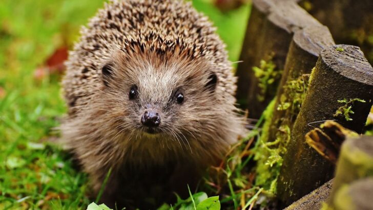 Scientists Use Ultrasound to Track Hedgehogs and Uncover Surprising Behaviors