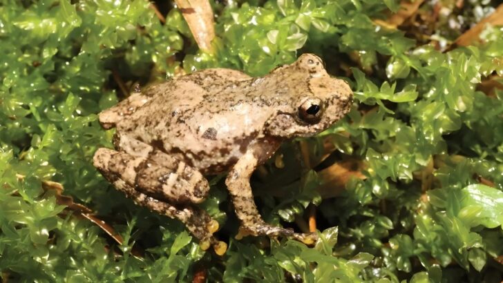 Scientists Discover a Stunning New Treefrog Species Hidden in the Canopies of Southeast Asia