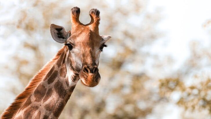 Baby Giraffe Delivers Jaw-Dropping Kicks to Lion’s Face in Savanna Standoff