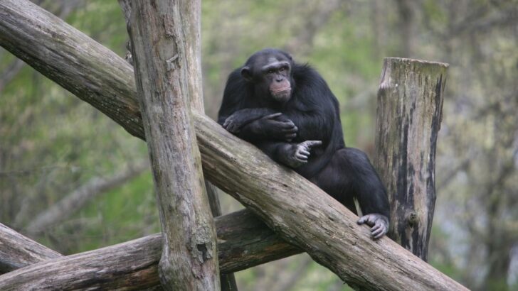 Chimpanzee Canoe Trades Bangkok Cage for Island Paradise After 34 Years of Captivity