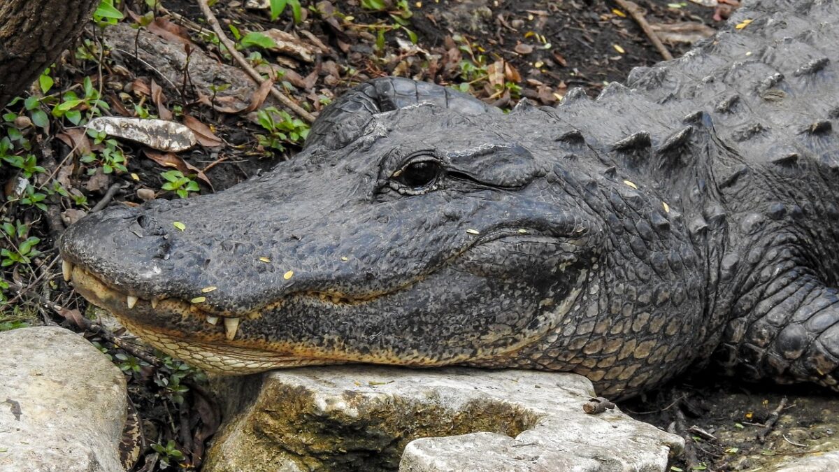 The Amazing Creatures That Call America's National Parks Home
