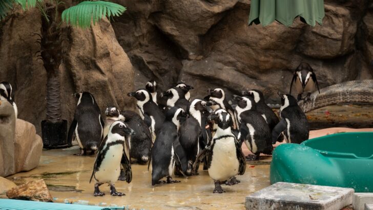 Netherlands Penguin Colony Devastated After 39 Penguins Lost to Bacterial Outbreak