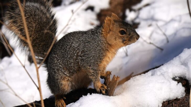 Gut Microbes May Hold the Secret to How Squirrels Survive Winter Hibernation