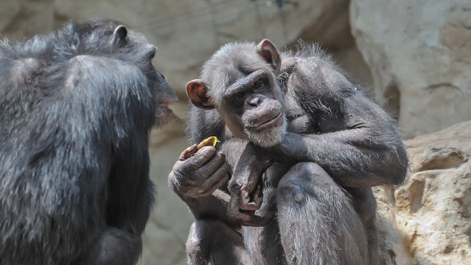 The Peaceful Bonobo Myth: Why Chimps and Bonobos Are More Alike Than We Think