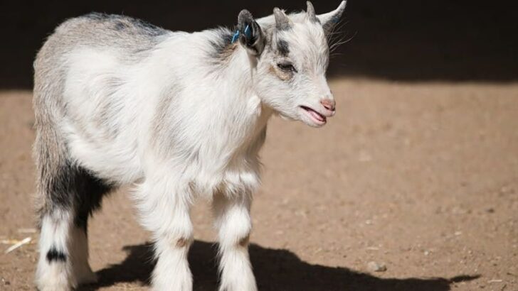 Rescued Baby Goat&rsquo;s Adorable Rides on Sheep Buddy Capture Hearts Worldwide